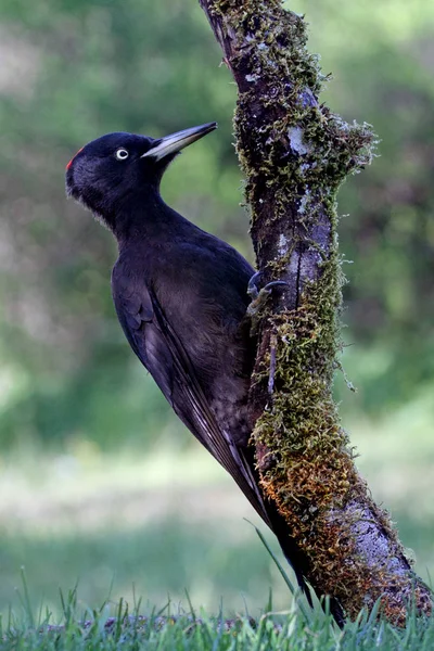 ブラックキツツキのメス ドライコパス マルティウス — ストック写真