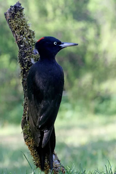 ブラックキツツキのメス ドライコパス マルティウス — ストック写真