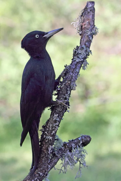 Weibchen Des Schwarzspechts Dryocopus Martius — Stockfoto