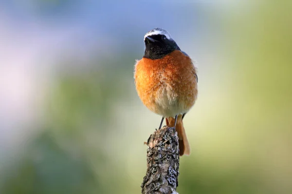 Samiec Pospolity Phoenicurus Phoenicurus — Zdjęcie stockowe