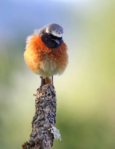 Samiec Pospolity Phoenicurus Phoenicurus — Zdjęcie stockowe