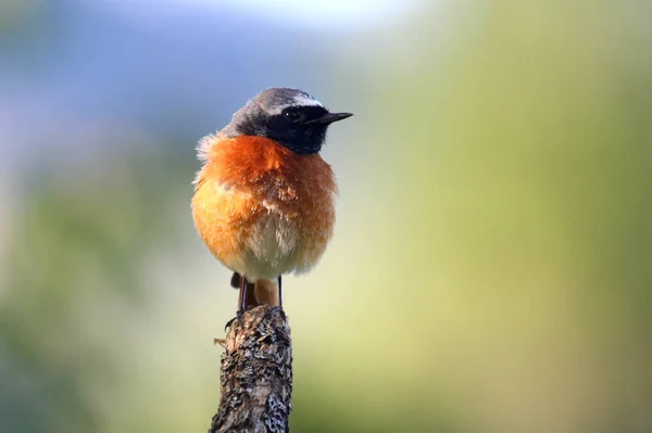 Αρσενικό Του Κοινού Redstart Phoenicurus Phoenicurus — Φωτογραφία Αρχείου