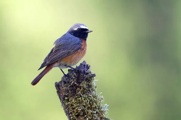 Samiec Pospolity Phoenicurus Phoenicurus — Zdjęcie stockowe