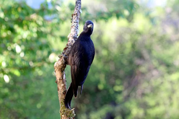 Fêmea Pica Pau Preto Dryocopus Martius — Fotografia de Stock