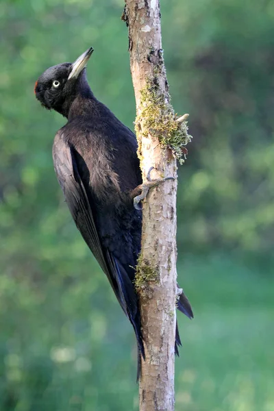 Donna Picchio Nero Dryocopus Martius — Foto Stock