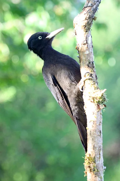 Weibchen Des Schwarzspechts Dryocopus Martius — Stockfoto