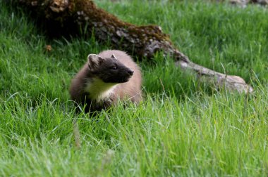 Pine marten yetişkin erkek, Martes martes