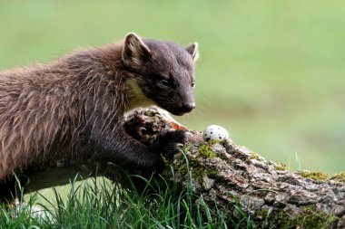 Pine marten yetişkin erkek, Martes martes