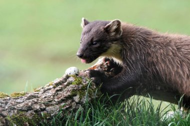 Pine marten yetişkin erkek, Martes martes