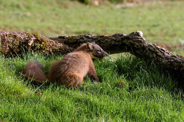 Homem Adulto Pine Marten Martes Martes — Fotografia de Stock