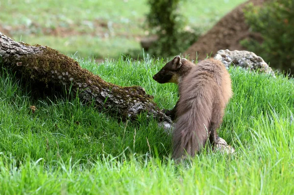 Hímivarú Fenyőfa Marten Martes — Stock Fotó