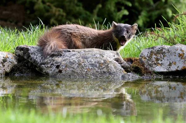 Hímivarú Fenyőfa Marten Martes — Stock Fotó