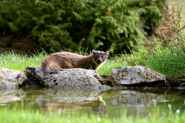 Hímivarú Fenyőfa Marten Martes — Stock Fotó