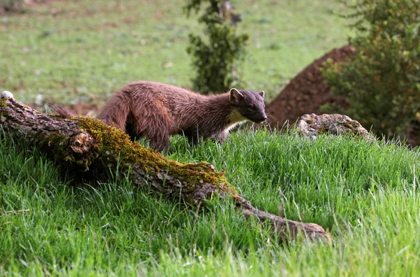 Homem Adulto Pine Marten Martes Martes — Fotografia de Stock