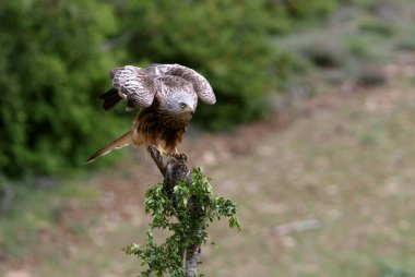 Kırmızı Uçurtma, Milvus milvus, raptors