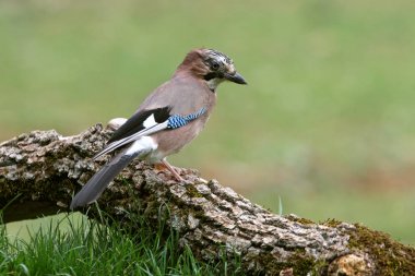 Jay, Garrulus glandarius, kuşlar, corvidae
