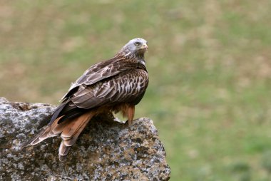 Kırmızı Uçurtma, Milvus milvus, raptors