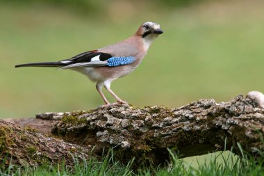 Jay, Garrulus glandarius, kuşlar, corvidae