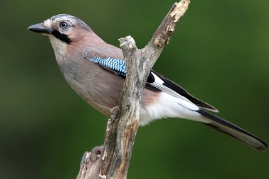 Jay, Garrulus glandarius, kuşlar, corvidae