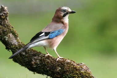 Jay, Garrulus glandarius, kuşlar, corvidae