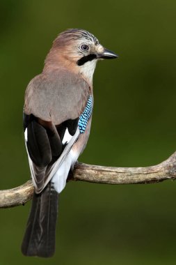 Jay, Garrulus glandarius, kuşlar, corvidae