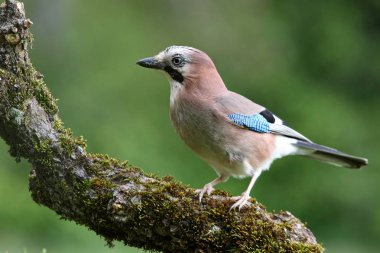 Jay, Garrulus glandarius, kuşlar, corvidae