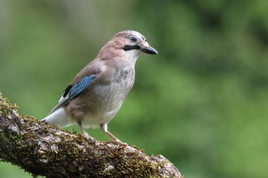 Jay, Garrulus glandarius, kuşlar, corvidae