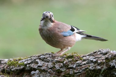 Jay, Garrulus glandarius, kuşlar, corvidae