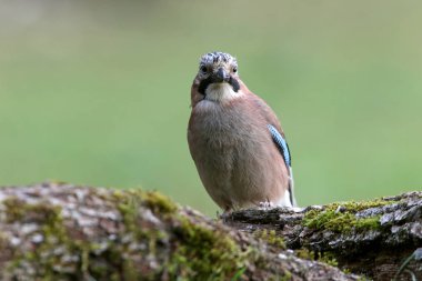 Jay, Garrulus glandarius, kuşlar, corvidae
