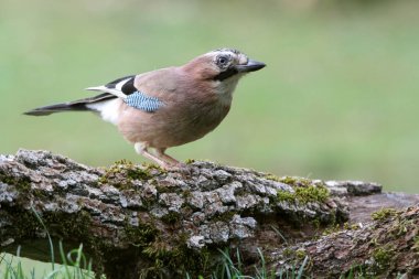 Jay, Garrulus glandarius, kuşlar, corvidae