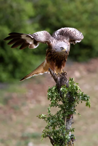 Red Kite Milvus Milvus Raptors — Stock Photo, Image