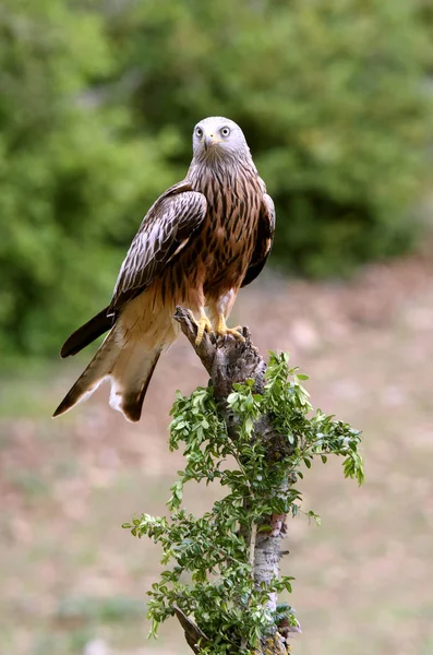 Nibbio Rosso Milvus Milvus Rapaci — Foto Stock