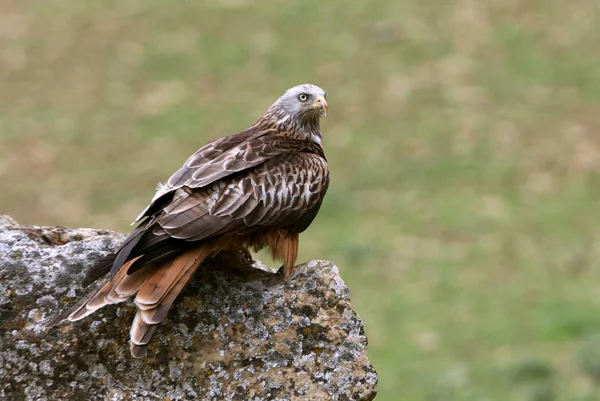 Kırmızı Uçurtma, Milvus milvus, raptors