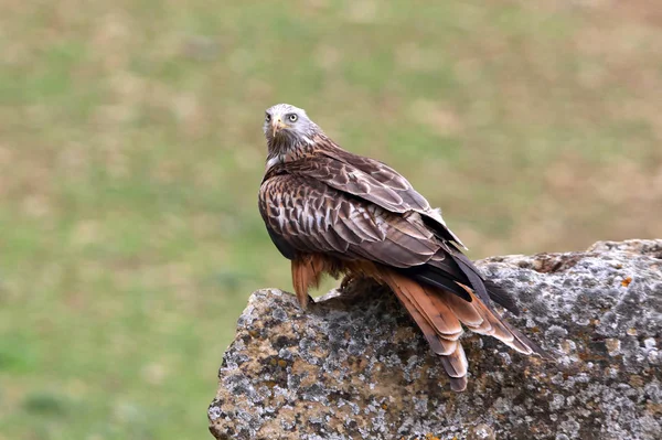 Kırmızı Uçurtma Milvus Milvus Raptors — Stok fotoğraf