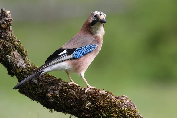 Jay, Garrulus glandarius, kuşlar, corvidae