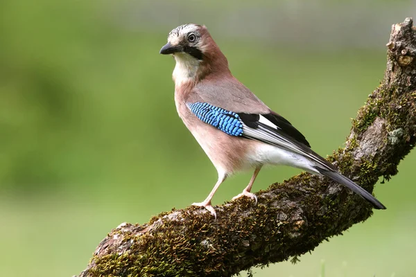 Jay Garrulus Glandarius Fåglar Corvidae — Stockfoto