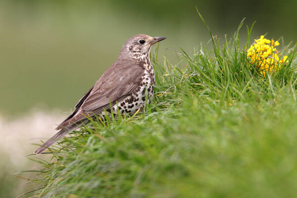 Mistle thrush with the first last lights of the afternoon