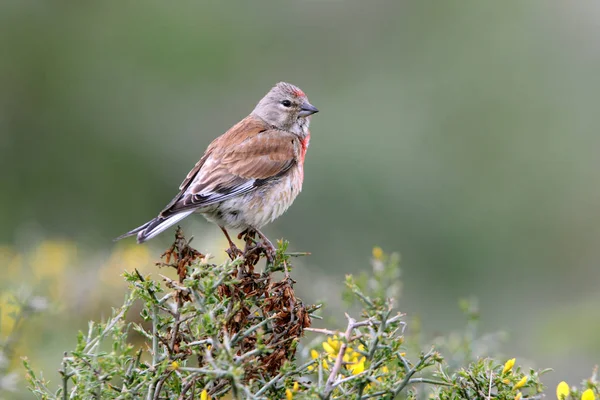 Ortak linnet, Carduelis cannabina