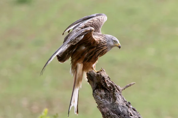 Rotmilan Milvus Milvus Greifvögel — Stockfoto