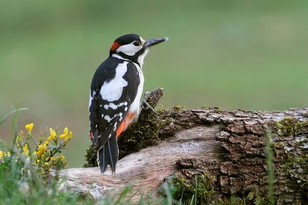 Büyük benekli ağaçkakan, Dendrocopos Major