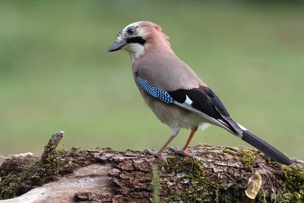 Jay, Garrulus glandarius, kuşlar, corvidae