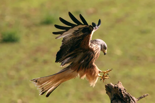 Rode Wouw Milvus Milvus Roofvogels — Stockfoto