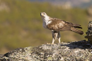 Bonellis Kartalı, Aquila fasciata, raptor