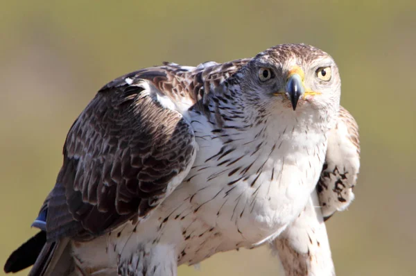 Bonellis Orel Aquila Fasciata Raptor — Stock fotografie