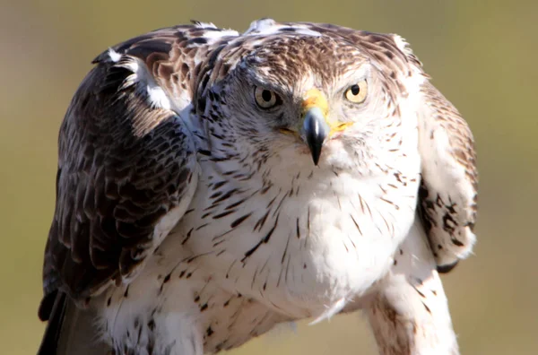 Bonellis Kartalı, Aquila fasciata, raptor