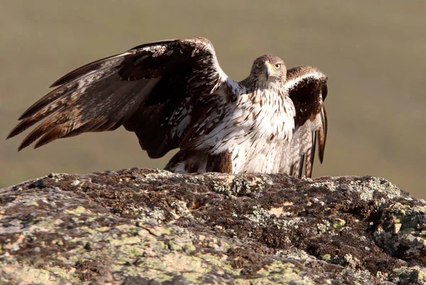 Bonellis Eagle Aquila Fasciata Raptor — Stockfoto