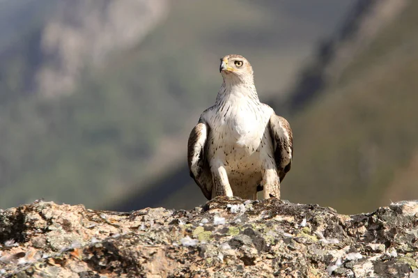 Bonellis Adler Aquila Fasciata Greifvogel — Stockfoto