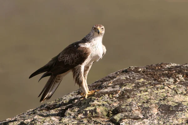 Bonellis Adler Aquila Fasciata Greifvogel — Stockfoto