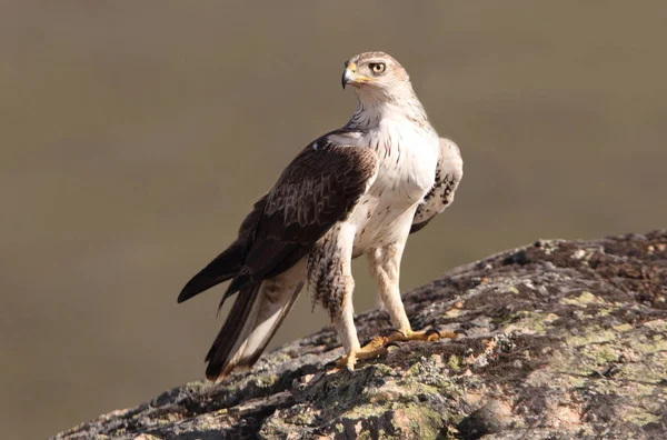 Bonellis Kartalı, Aquila fasciata, raptor