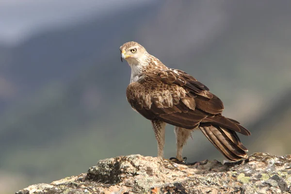 Bonellis Adler Aquila Fasciata Greifvogel — Stockfoto